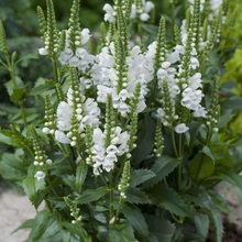 Load image into Gallery viewer, Physostegia virginiana 'Miss Manners'