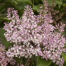 Load image into Gallery viewer, Lilac Miss Kim