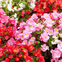 Load image into Gallery viewer, Begonia Bada Bing® Mix