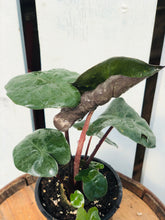 Load image into Gallery viewer, Alocasia 'Sarawakensis Yucatan Princess'