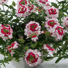 Load image into Gallery viewer, Verbena Vanessa Koi