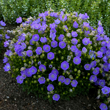Load image into Gallery viewer, Campanula carpatica 'Rapido Blue'