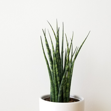 Load image into Gallery viewer, Sansevieria Fernwood