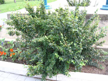 Load image into Gallery viewer, Cotoneaster Acutifolia