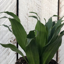 Load image into Gallery viewer, Dracaena Janet Craig Compacta