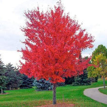 Load image into Gallery viewer, Amur Maple 'Autumn Blaze'