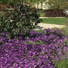 Load image into Gallery viewer, Petunia Easy Wave® Blue