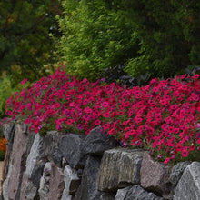 Load image into Gallery viewer, Petunia Tidal Wave® Cherry