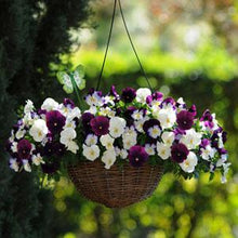 Load image into Gallery viewer, Pansy Cool Wave® Berries 'N Cream Mix