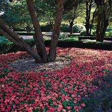 Load image into Gallery viewer, Impatiens Super Elfin® XP Salmon