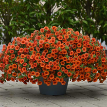 Load image into Gallery viewer, Calibrachoa Orange