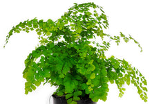 Load image into Gallery viewer, Maidenhair Fern