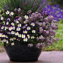 Load image into Gallery viewer, Pansy Cool Wave® Violet Wing