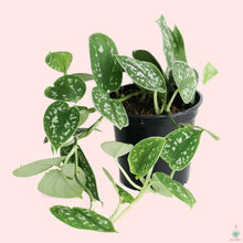 Load image into Gallery viewer, Satin Pothos