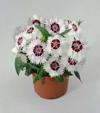 Load image into Gallery viewer, Dianthus Diana White Loving