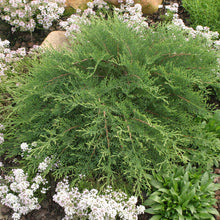 Load image into Gallery viewer, Russian Cypress