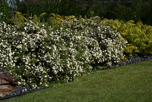 Load image into Gallery viewer, Potentilla McKay's White