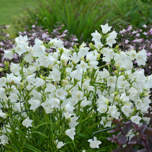 Load image into Gallery viewer, Campanula persicifolia 'Takion White'