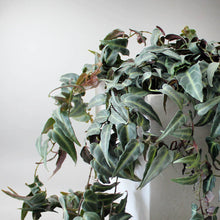 Load image into Gallery viewer, Parthenocissus ‘Amazonica’ – Jungle Vine