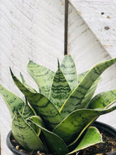 Load image into Gallery viewer, Sansevieria Futura Robusta