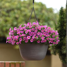 Load image into Gallery viewer, Calibrachoa Kabloom™ Pink