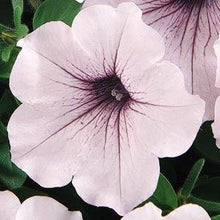Load image into Gallery viewer, Petunia Tidal Wave® Silver
