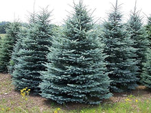 Load image into Gallery viewer, White Spruce
