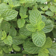 Load image into Gallery viewer, Mojito Mint