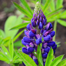 Load image into Gallery viewer, Lupinus x Mini-Gallery Blue