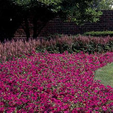 Load image into Gallery viewer, Petunia Wave® Purple Classic