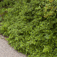 Load image into Gallery viewer, Alpine Currant