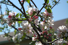 Load image into Gallery viewer, Goodland Apple