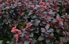 Load image into Gallery viewer, Barberry Concorde