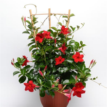 Load image into Gallery viewer, Mandevilla - Red