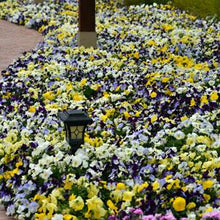 Load image into Gallery viewer, Pansy Cool Wave® Mix