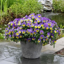 Load image into Gallery viewer, Pansy Cool Wave® Morpho