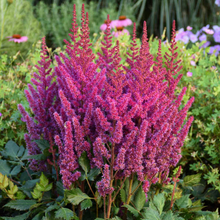 Load image into Gallery viewer, Astilbe chinensis 'Visions'