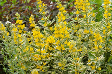 Load image into Gallery viewer, Lysimachia punctata 'Alexander'