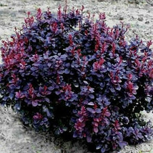 Load image into Gallery viewer, Barberry Concorde
