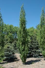 Load image into Gallery viewer, Parkland Pillar Birch