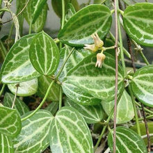 Load image into Gallery viewer, Dischidia Oiantha