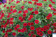 Load image into Gallery viewer, Calibrachoa Dark Red