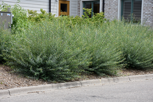 Load image into Gallery viewer, Dwarf Blue Leaf Arctic Willow