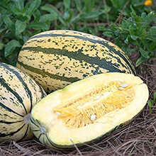 Load image into Gallery viewer, Squash Sugaretti