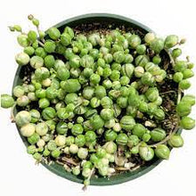 Load image into Gallery viewer, String of Pearls - Variegated