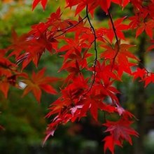 Load image into Gallery viewer, Red Maple