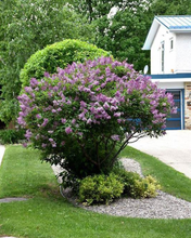 Load image into Gallery viewer, Lilac Donald Wyman