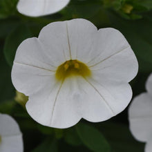 Load image into Gallery viewer, Calibrachoa Kabloom™ White Improved