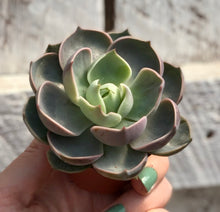 Load image into Gallery viewer, Echeveria Lotus
