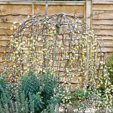 Load image into Gallery viewer, Weeping Pussy Willow